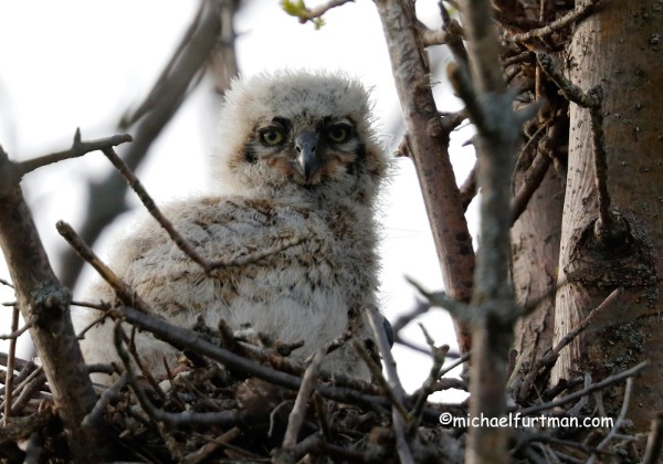 Great Horned Owls