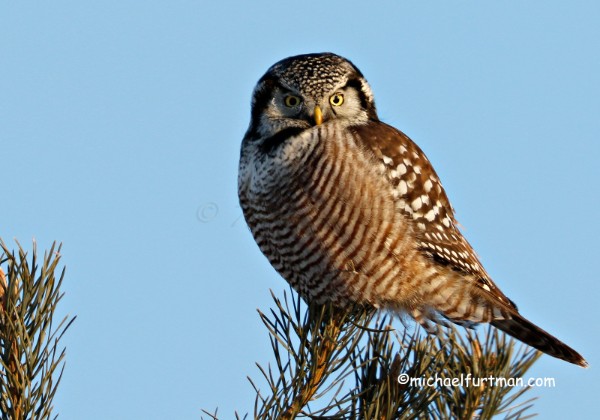 Northern Hawk Owls