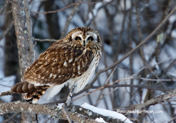 Short-eared Owls