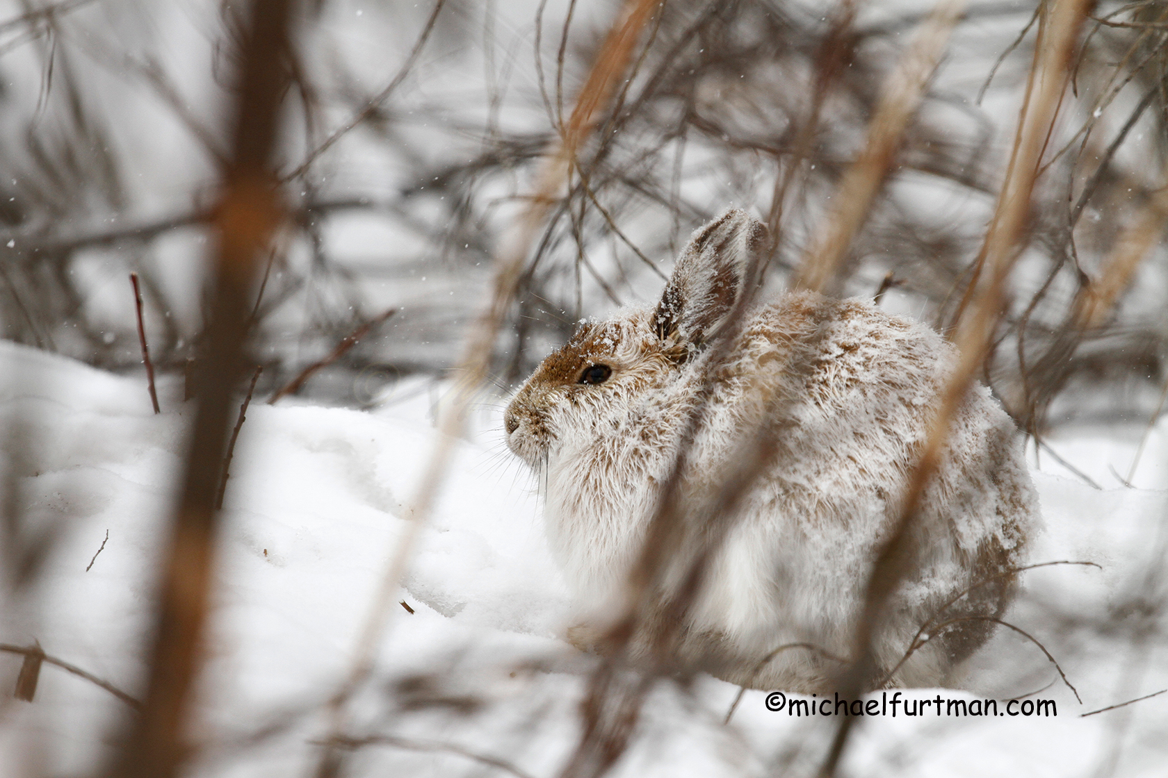 SNOWSHOE HARES